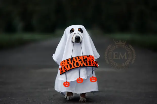 Pet costumes