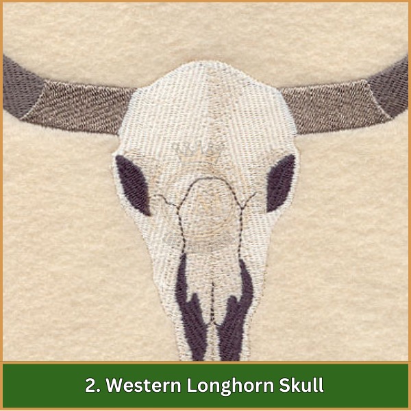 Western Longhorn Skull